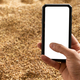 Smartphone in hand on the background of harvested grain - PhotoDune Item for Sale