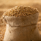Harvested wheat grain in a linen sack - PhotoDune Item for Sale