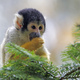 Squirrel monkeys are New World monkeys of the genus Saimiri - PhotoDune Item for Sale
