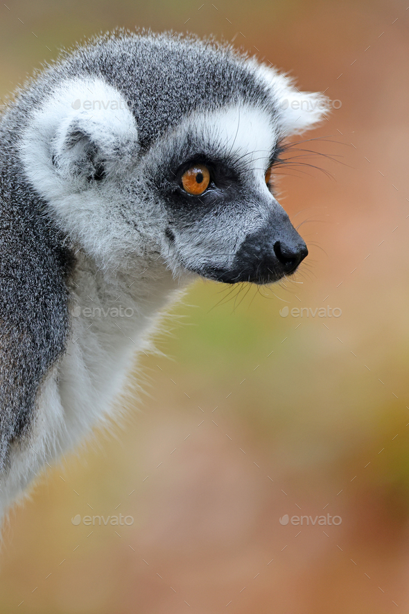 Close up shot of Ring-tailed lemur (lemur catta) - Stock Photo - Images