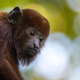 Close up shot of colombian red howler or Venezuelan red howler (Alouatta seniculus) - PhotoDune Item for Sale