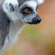 Close up shot of Ring-tailed lemur (lemur catta) - PhotoDune Item for Sale