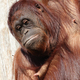 Close up shot of borneo orang-utang (Pongo pygmaeus) - PhotoDune Item for Sale