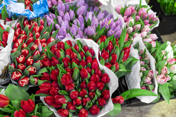 Many multicolored fresh tulips bouquets background. Dutch flower market  stall or store. Wholesale