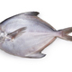 fresh silver pomfret fish - PhotoDune Item for Sale