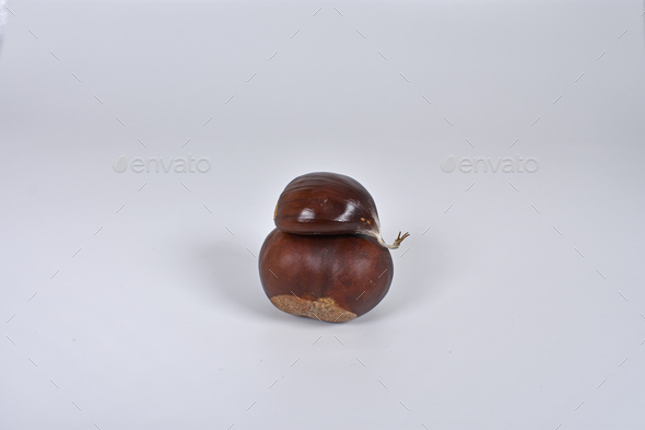 horse chestnuts poisonous
