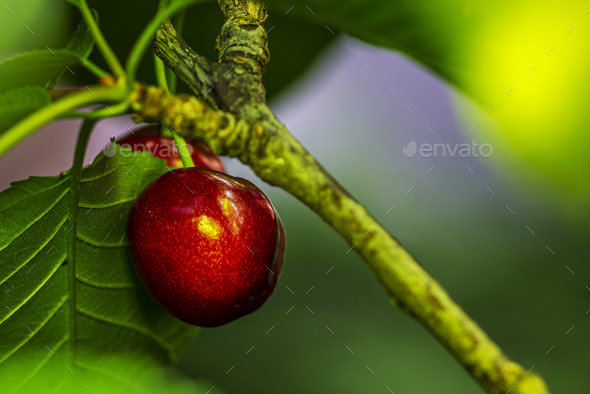 Closeup of a single red cherry on a tree with green leaves