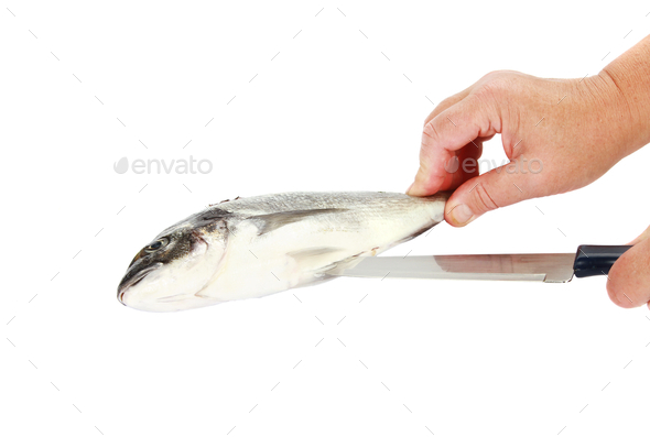 Hand gutting gilthead seabream isolated on white background