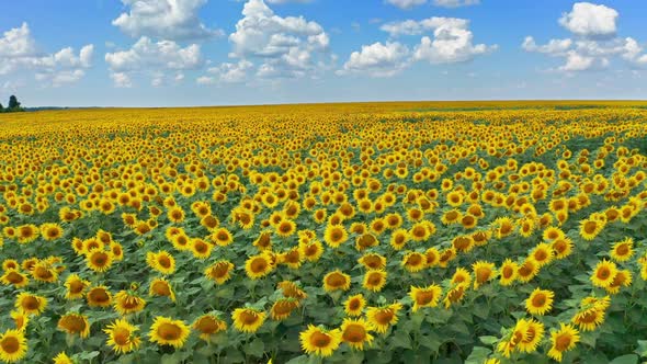 Drone Flying Over a Sunflower Field Moving Across a Field of Sunflowers alt