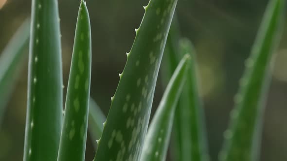 Aloe Vera 21 alt