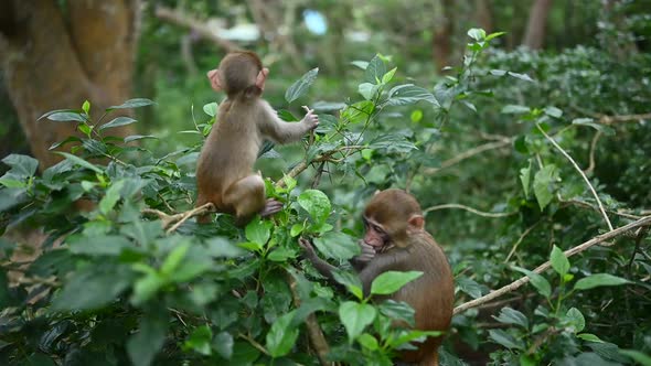 Babies Red Face Monkeys Rhesus Macaque Playing on a Tree Branch in Tropical Nature Park of Hainan