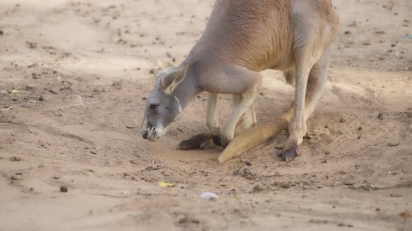 Red kangaroo digging in the ground
