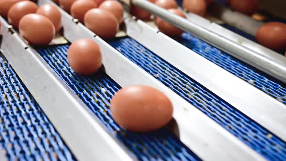 Production Poultry Farm