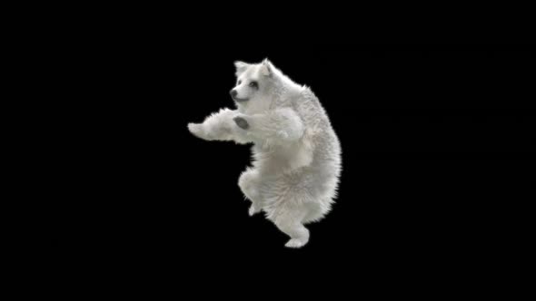 142 White Bear Dancing HD alt