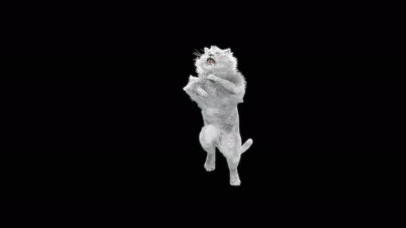 White Lion Dancing 4K alt