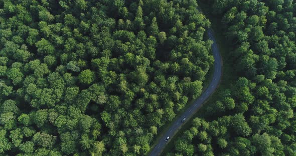 Aerial View of Green Forest with Road and Car