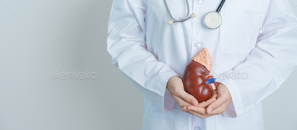 Doctor holding Anatomical kidney Adrenal gland model.