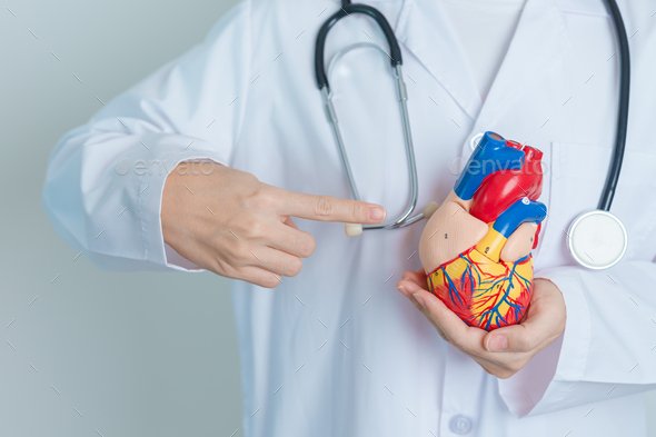 Doctor holding human Heart model. Cardiovascular Diseases Stock Photo ...