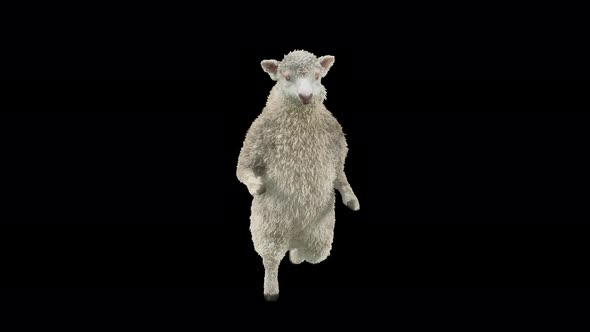 16 Sheep Dancing 4K alt
