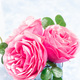 Beautiful pink garden roses in vase on blue background, vertical, copy space - PhotoDune Item for Sale