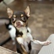 Chihuahua dog  - PhotoDune Item for Sale