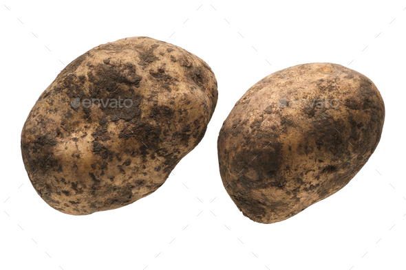Two unwashed potatoes - Stock Photo - Images