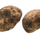 Two unwashed potatoes - PhotoDune Item for Sale