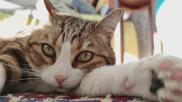 Cat Lying On The Carpet While Looking At Camera Inside The House.  - close up alt