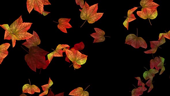Fall Leaves - Reddish Maple - Transition 01