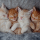 cute kittens in love sleeping on gray knitted blanket.  - PhotoDune Item for Sale