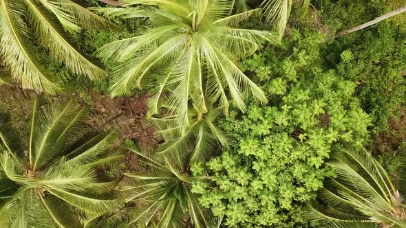 Aerial Video Above Tropical Forest of Samui islandThailand