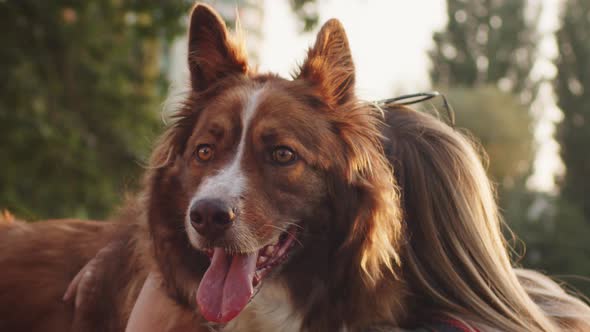 Younng Woman Petting Her Border Collie Dog While Sitting on Grass in Park