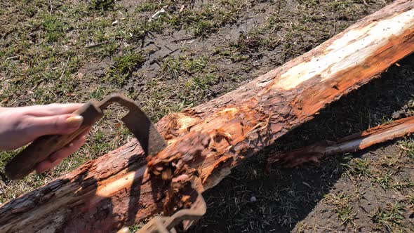 Bark of Wood