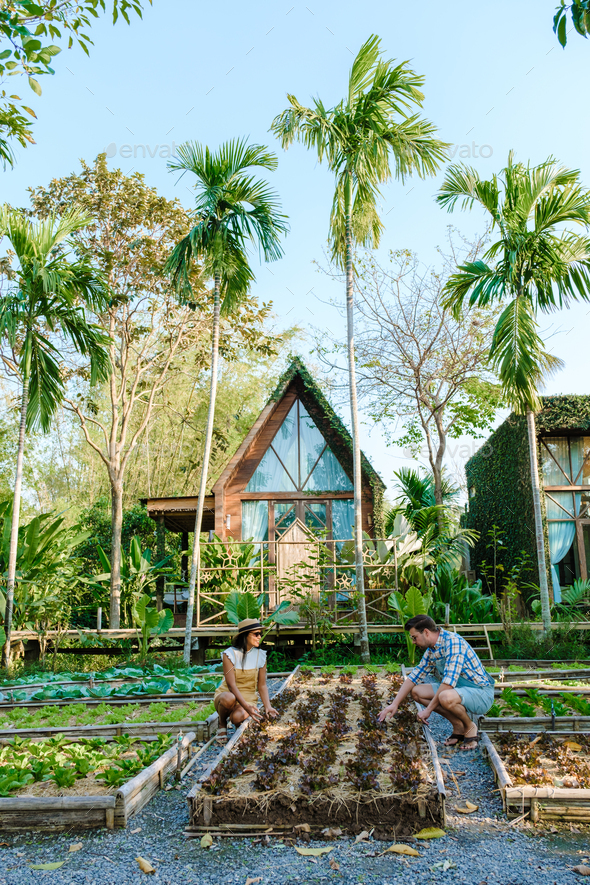 Community kitchen garden. Raised garden beds with plants in vegetable community garden in Thailand