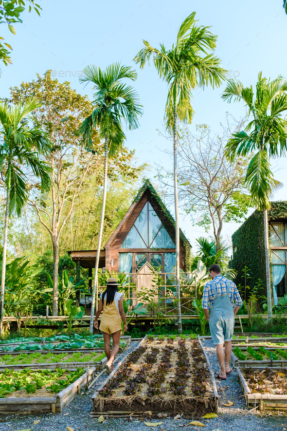 Community kitchen garden. Raised garden beds with plants in vegetable community garden in Thailand