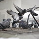 Street pigeons - PhotoDune Item for Sale