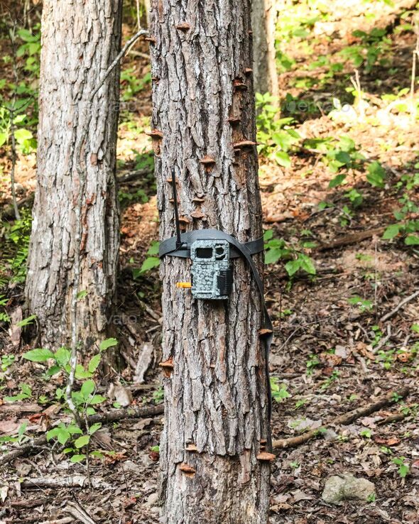 Vertical shot of a trail camera on a tree trunk in the woods