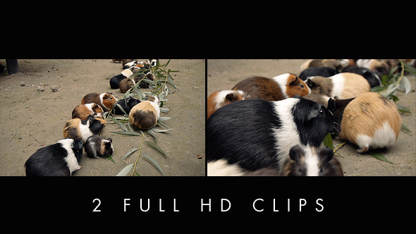 Guinea Pigs Eating Eucalyptus Leafs alt