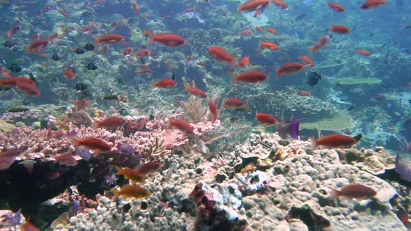 slow motion footage of small red reef fish swimming above a colorful coral reef alt