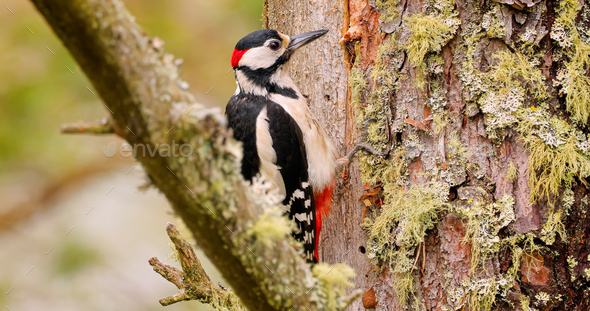 Great spotted woodpecker bird on a tree looking for food.  - Stock Photo - Images