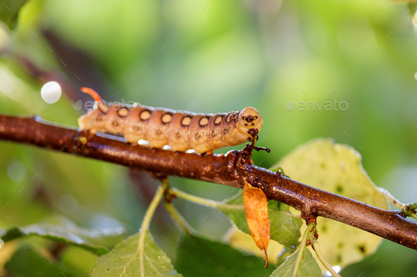 Caterpillar Bedstraw Hawk Moth crawls on a branch during the rain.  - Stock Photo - Images