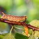 Caterpillar Bedstraw Hawk Moth crawls on a branch during the rain.  - PhotoDune Item for Sale