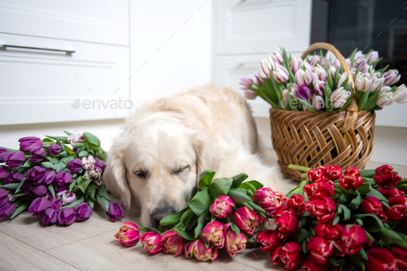 Puppy labrador retriever sleeps on the floor in tulips of different colors in the kitchen