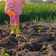 Kid in rubber boots is watering seedlings planted in row on bed from can - PhotoDune Item for Sale