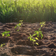 Young freshly planted pepper seedlings in the evening at sunset - PhotoDune Item for Sale
