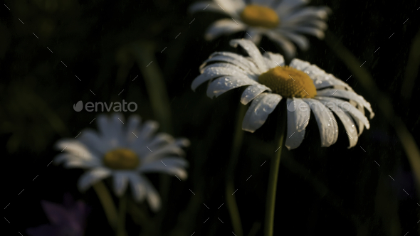 Field of white daisies under the summer rain. Creative. Close up of chamomile flowers on a blurred - Stock Photo - Images