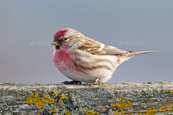 Common redpoll (Acanthis flammea) - Stock Photo - Images