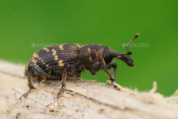 Close up of a Hylobius abietis weevil beetle crawling on wood with blurred background - Stock Photo - Images