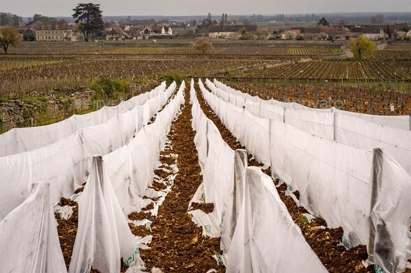 Scenic shot of Meursault during winter. Vines covered by white fabric to prevent frostbite