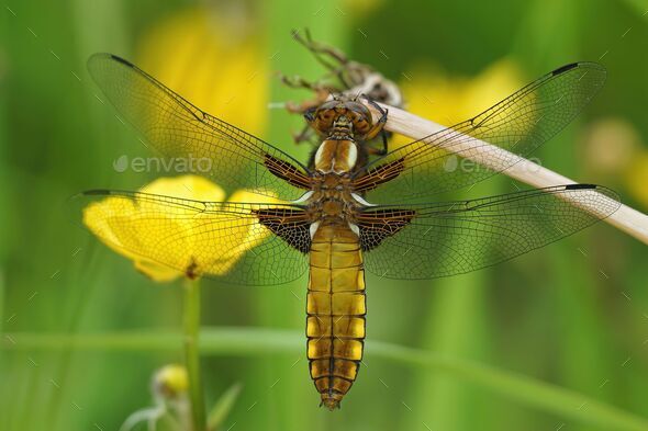 Detailed closeup on a broad -bodied chaser dragonfly, Libellula depressa, sitting with open wings - Stock Photo - Images